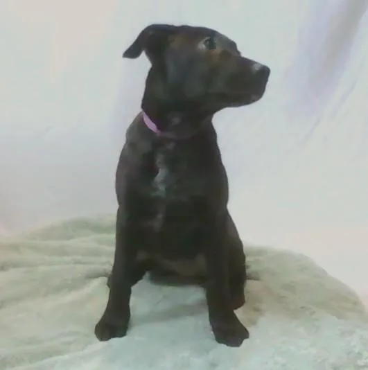 A young medium-sized female Black Mixed Breed dog named Rabbit for adoption in Georgetown, SC