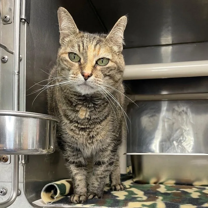 A senior medium-sized female Domestic Short Hair cat named Sansa for adoption in Roanoke, VA