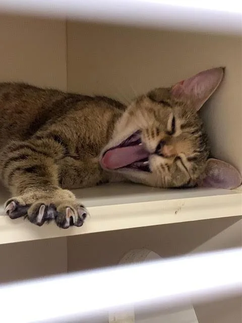 A young medium-sized female Domestic Short Hair cat named Latte for adoption in Bloomington, IN