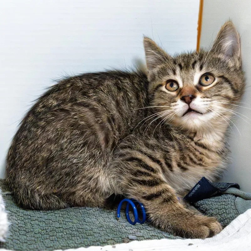 A baby small-sized male Brown / Chocolate Domestic Short Hair cat named Binky for adoption in South Elgin, IL