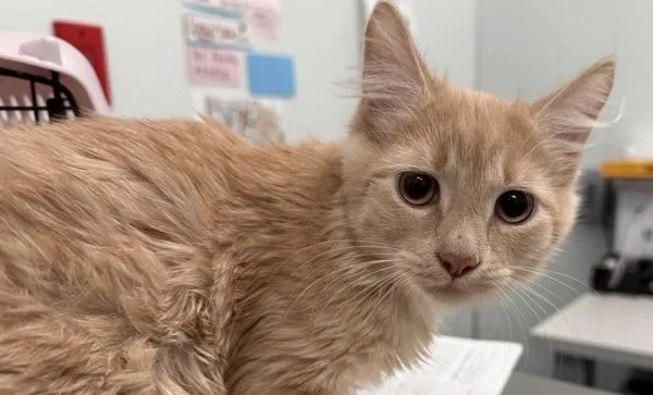 A baby small-sized male Domestic Long Hair cat named Dalton for adoption in Ridgewood, NY