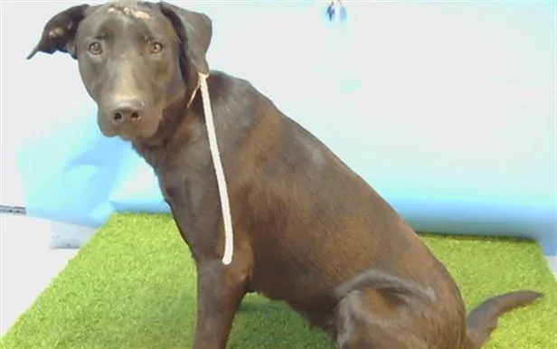 A young large-sized female Labrador Retriever dog named Dakota for adoption in Gardena, CA