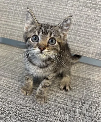A baby medium-sized female Domestic Short Hair cat named Caramel for adoption in Sacramento, CA