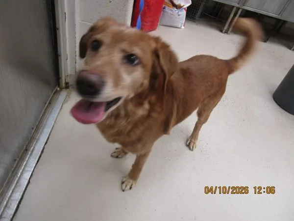 An adult medium-sized male Shepherd dog named Garfunkel for adoption in Marietta, GA