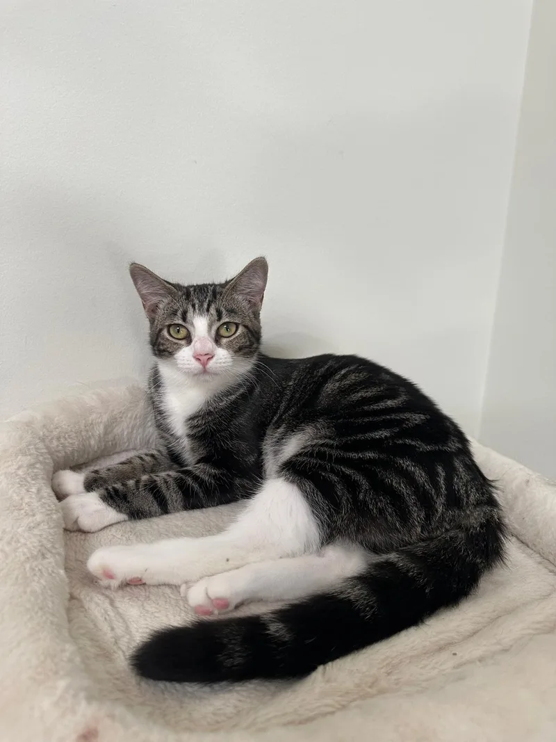 A baby small-sized female brown Domestic Short Hair cat named Eira for adoption