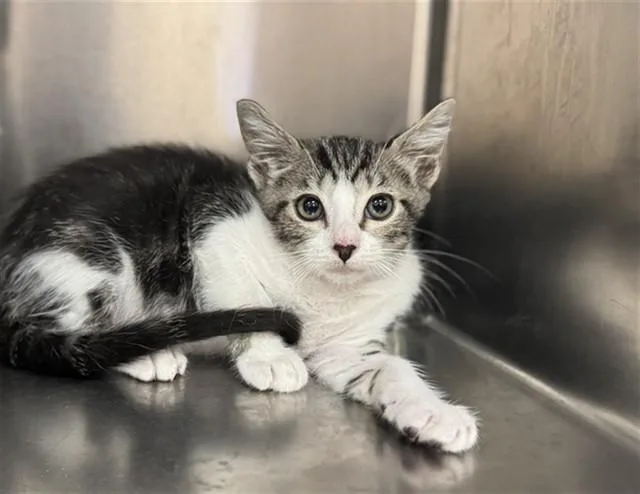 A baby small-sized male Domestic Short Hair cat named Izzy for adoption in Thousand Palms, CA