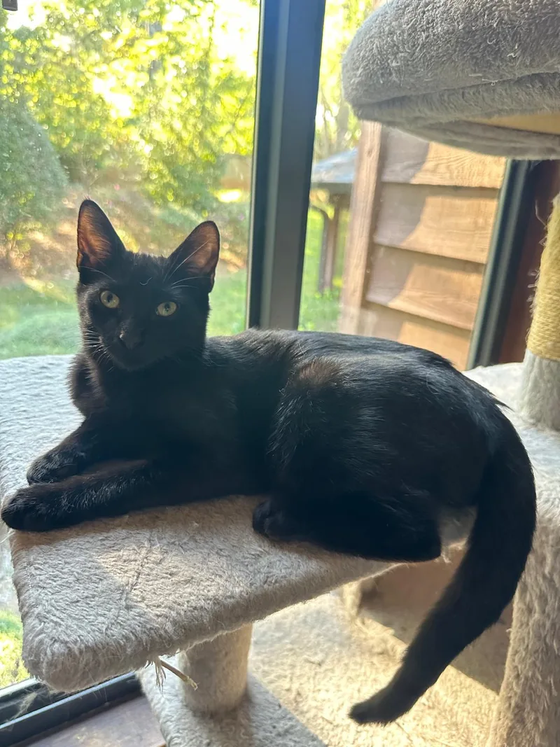 A baby small-sized male Black Domestic Short Hair cat named Nyx for adoption