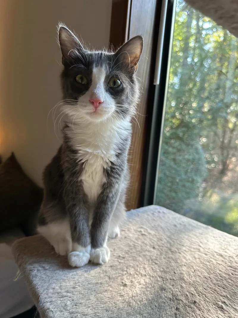 A baby small-sized male grey Domestic Medium Hair cat named Ollie (bonded with Olive) for adoption