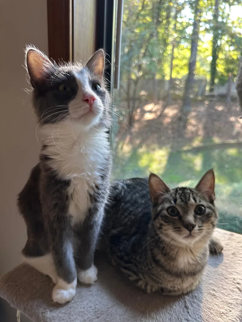 Olive (bonded with Ollie) thumbnail 3
