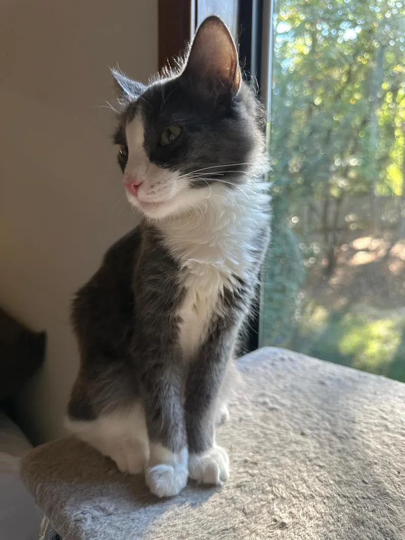Ollie (bonded with Olive) thumbnail 6