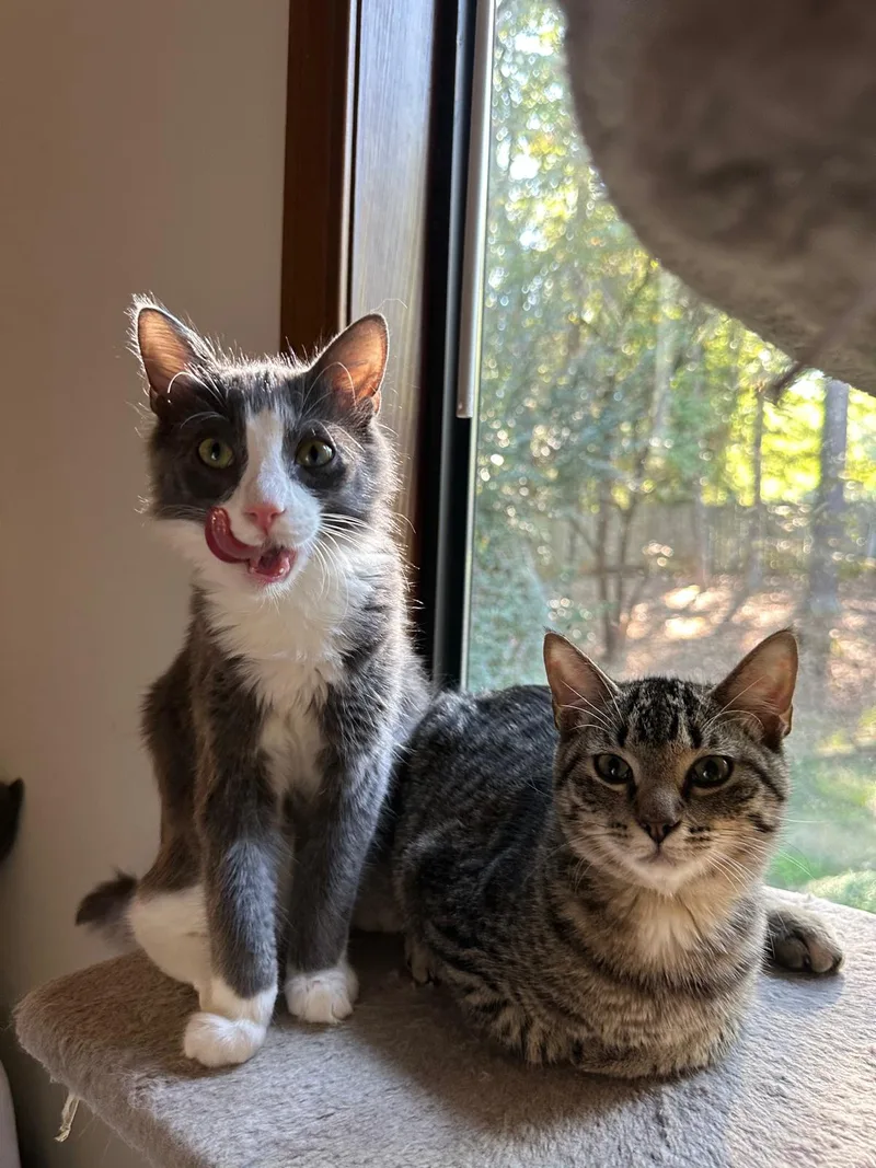 Olive (bonded with Ollie) thumbnail 2