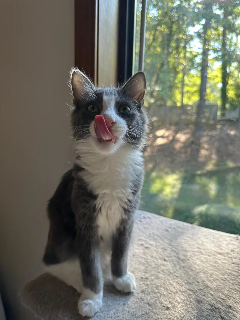 Ollie (bonded with Olive) thumbnail 5