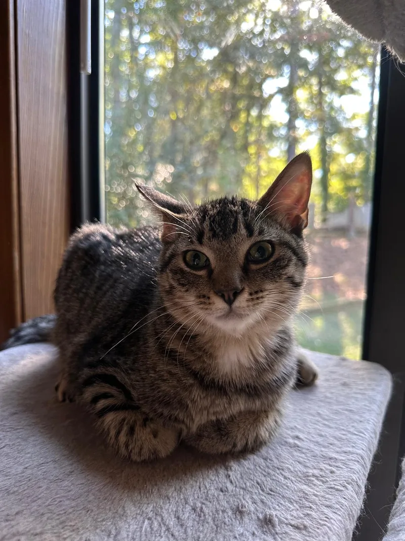 Olive (bonded with Ollie) thumbnail 5