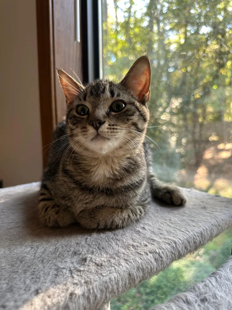 Olive (bonded with Ollie) thumbnail 4