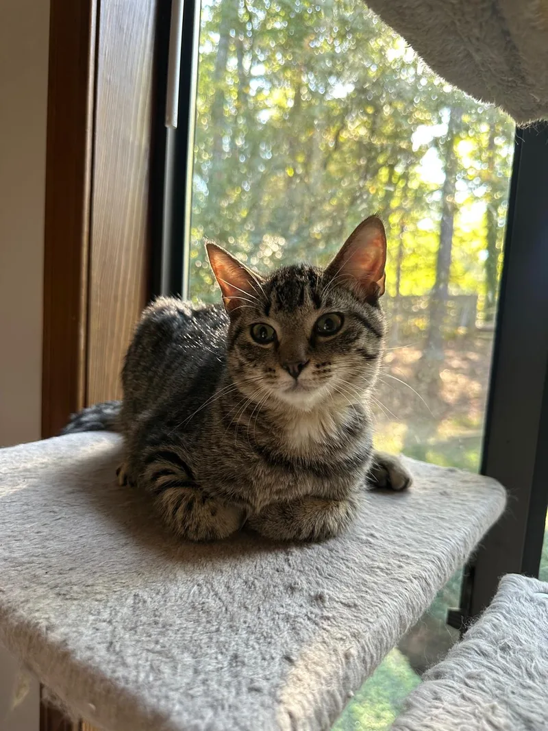 A baby small-sized female brown Domestic Short Hair cat named Olive (bonded with Ollie) for adoption