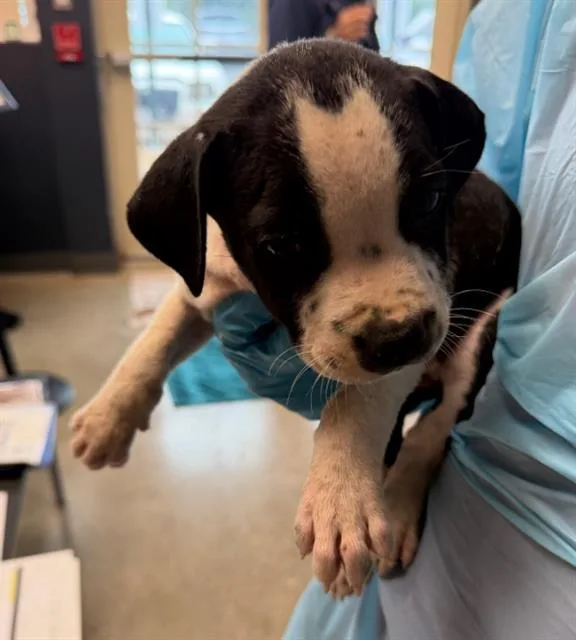 A baby small-sized female Pointer dog named Delia for adoption in San Antonio, TX