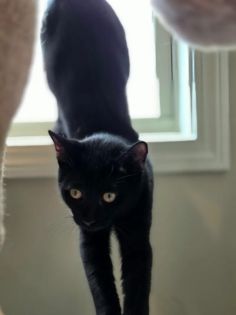 Salem thumbnail 6