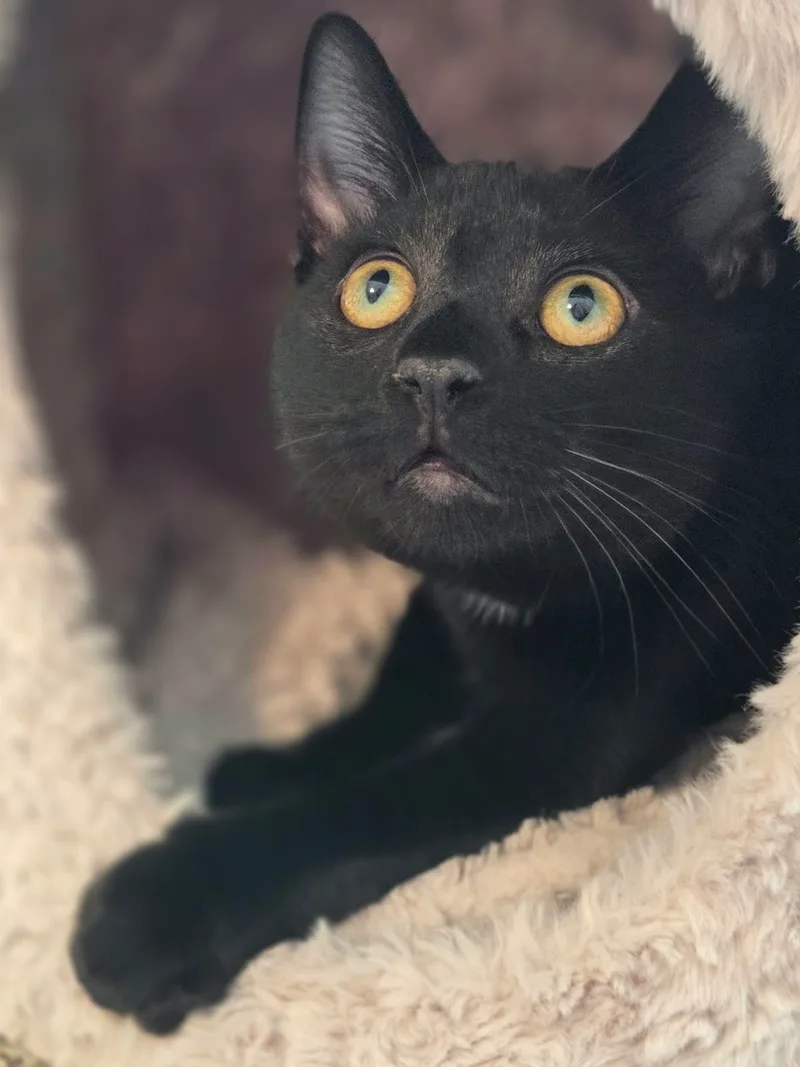 A baby small-sized male Black Domestic Short Hair cat named Salem for adoption