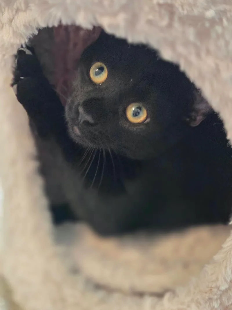 Salem thumbnail 4