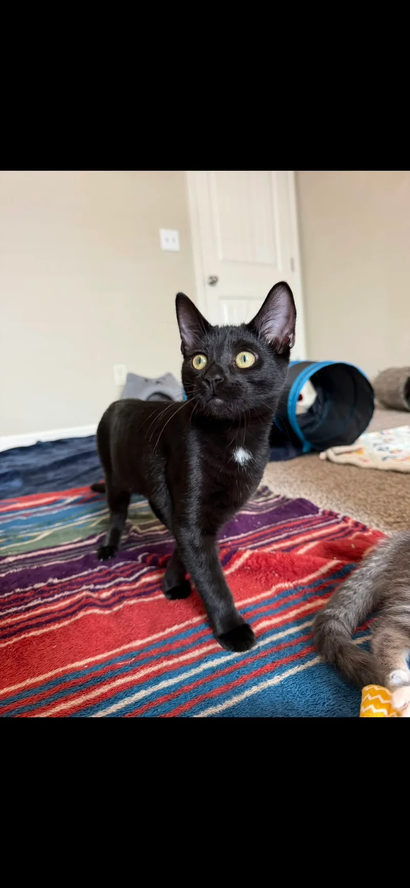 Salem thumbnail 5