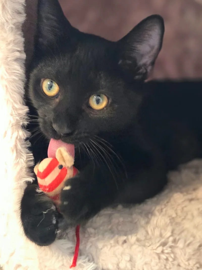 Salem thumbnail 3