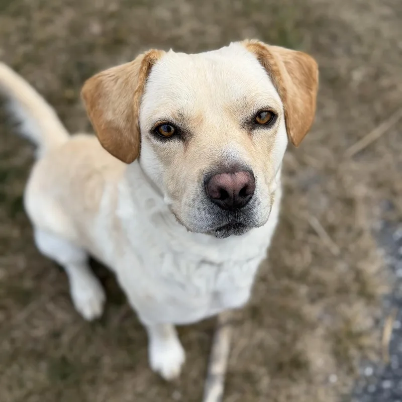 An adult medium-sized male White / Cream Labrador Retriever dog named Tobi for adoption in Harrisonburg, VA