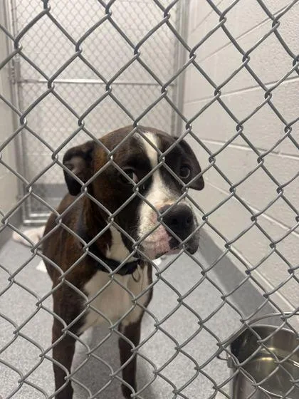 An adult large-sized female Mixed Breed dog named Yellow Rose for adoption in Sevierville, TN