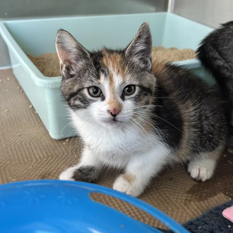 A baby small-sized female Calico Domestic Short Hair cat named Aster for adoption in Middletown, RI
