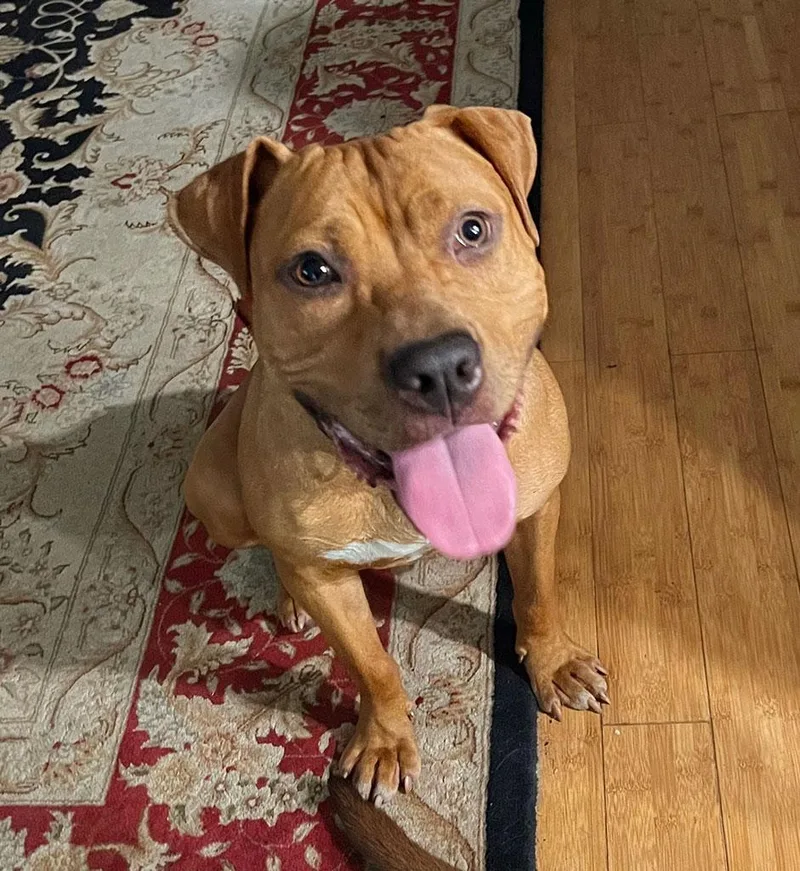 A young medium-sized male Pit Bull Terrier dog named Esquire for adoption in Bowie, MD