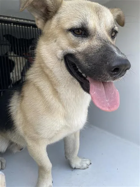 An adult medium-sized male German Shepherd Dog dog named A for adoption in Houston, TX
