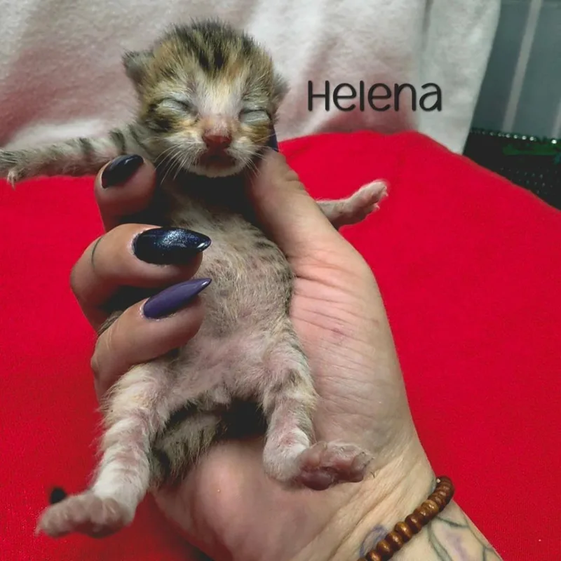 A baby small-sized female Domestic Short Hair cat named Helena for adoption in Parkersburg, WV