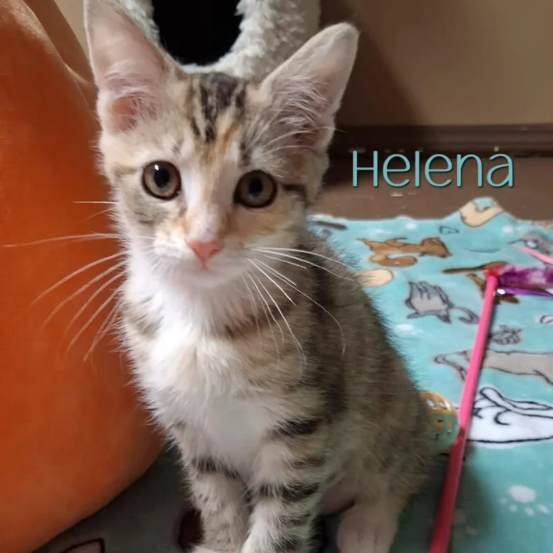 Helena thumbnail 2