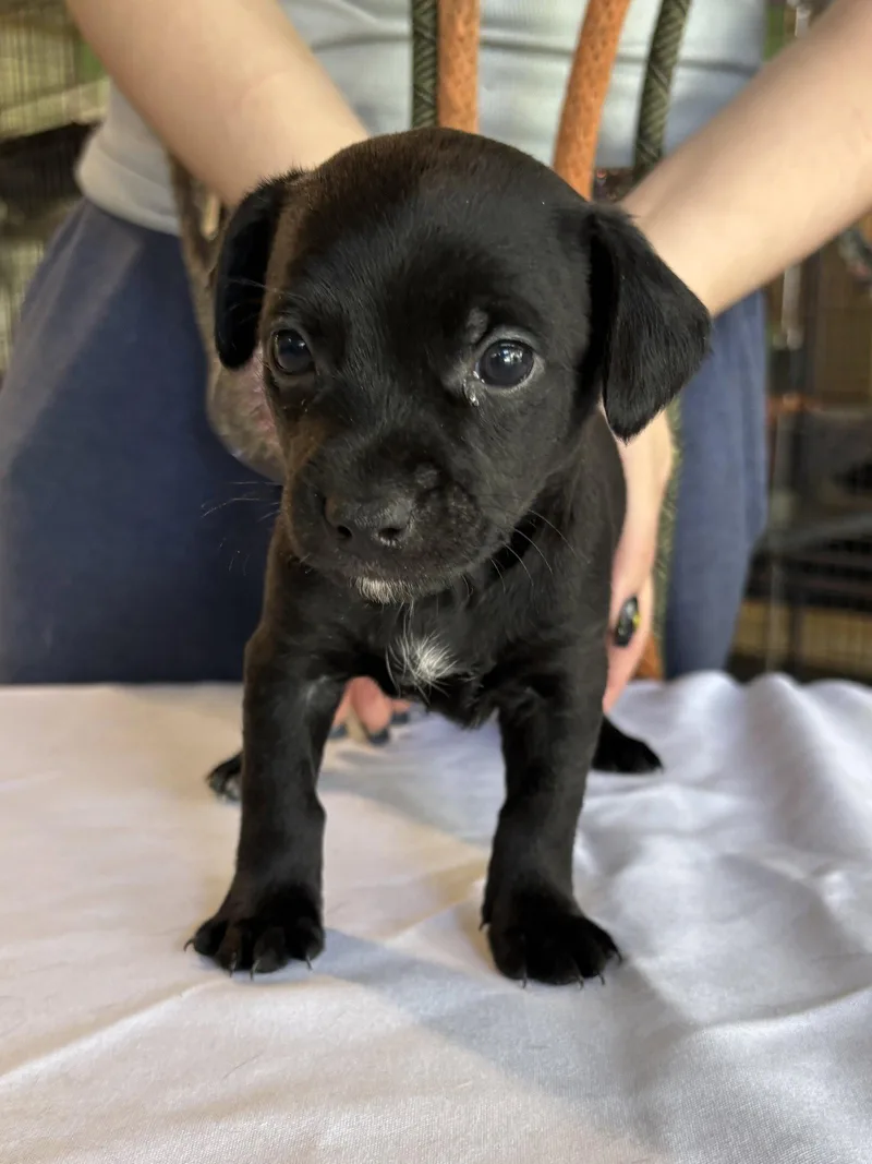 A baby small-sized male Chihuahua dog named Clover for adoption in Margate, FL