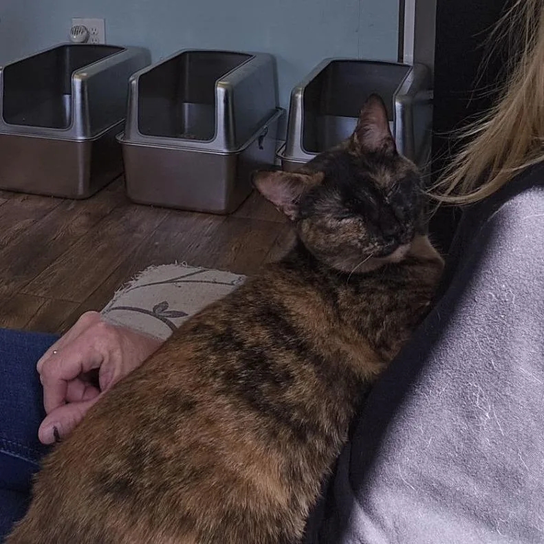 An adult small-sized female Tortoiseshell cat named Atraya for adoption in Ocala, FL