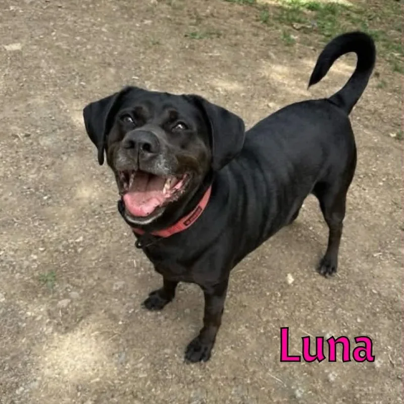Luna thumbnail 2