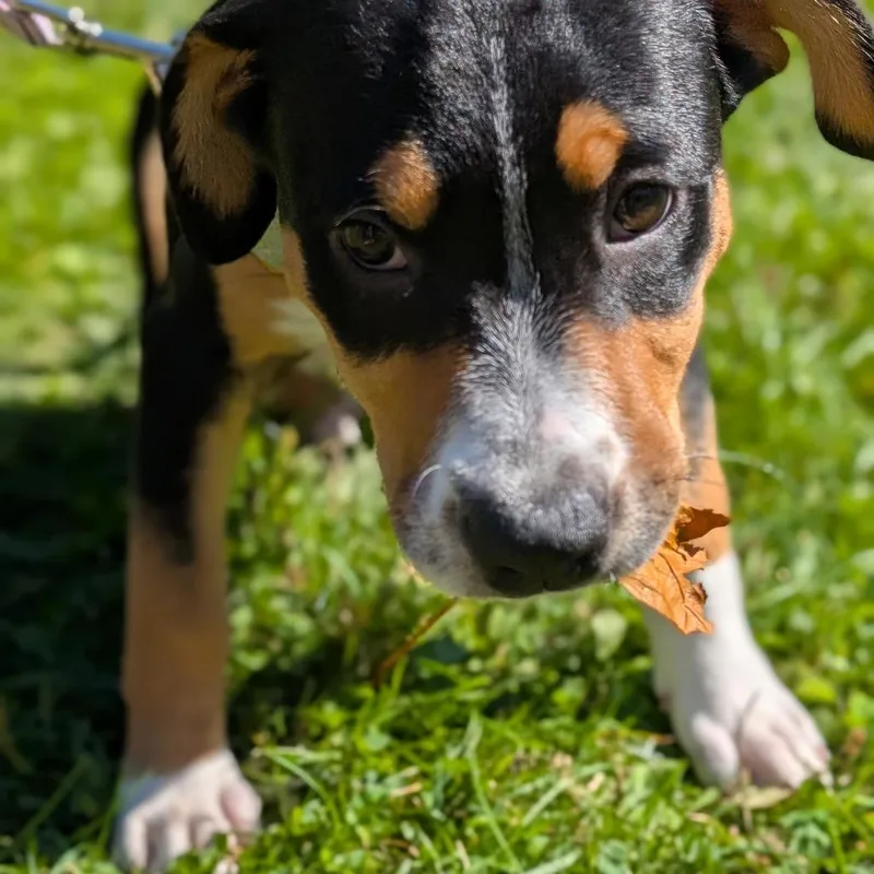 A baby small-sized female Mixed Breed dog named Zev for adoption in Thomaston, ME