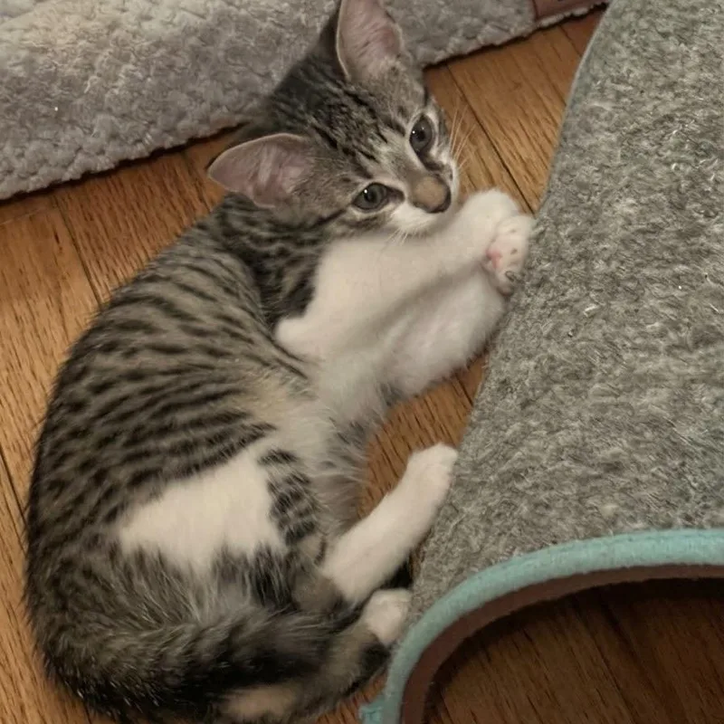 A baby medium-sized female Tabby (Buff / Tan / Fawn) Domestic Short Hair cat named Popcorn for adoption in Warrior, AL