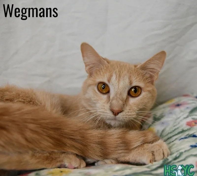 Wegmans