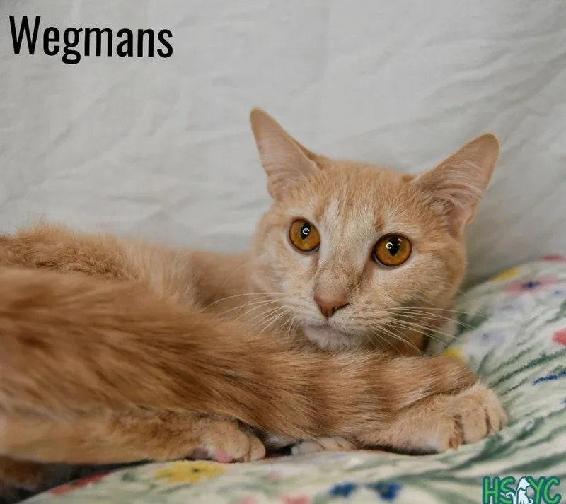 Wegmans thumbnail 2