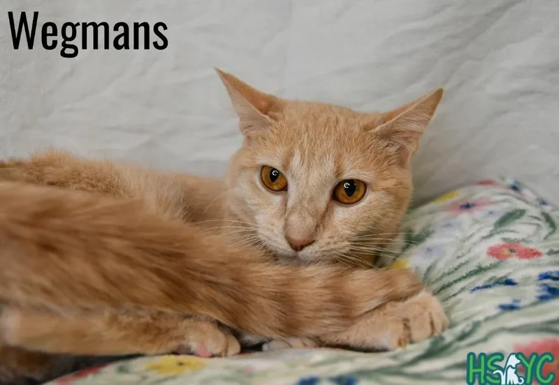 Wegmans thumbnail 3