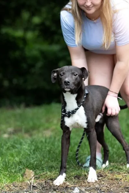 A young medium-sized male Border Collie dog named Jerky for adoption in Belleville, IL