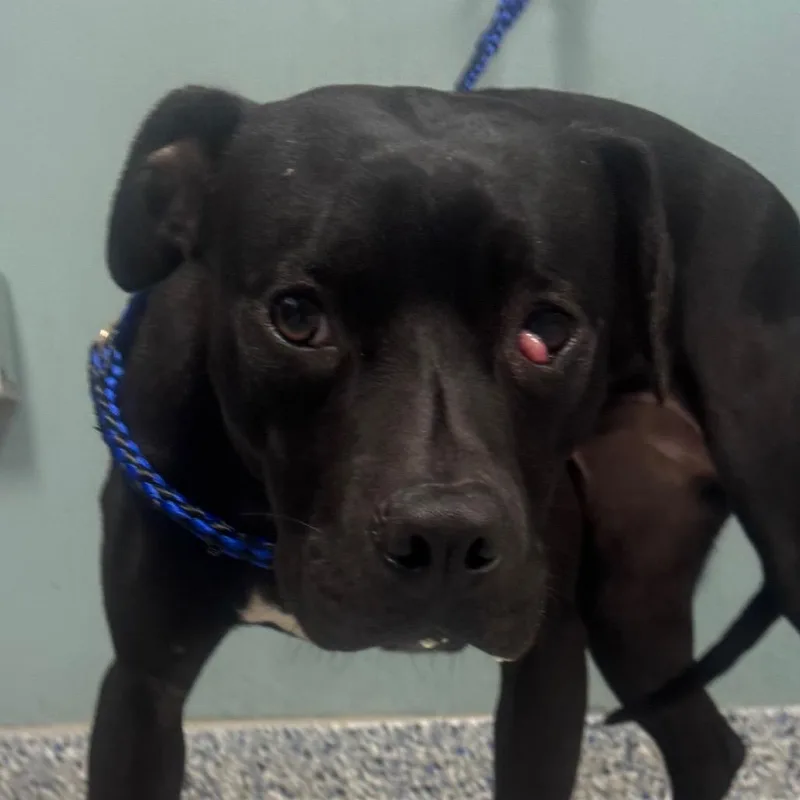 A young medium-sized female Black Mixed Breed dog named Nutella for adoption in Greenville, SC