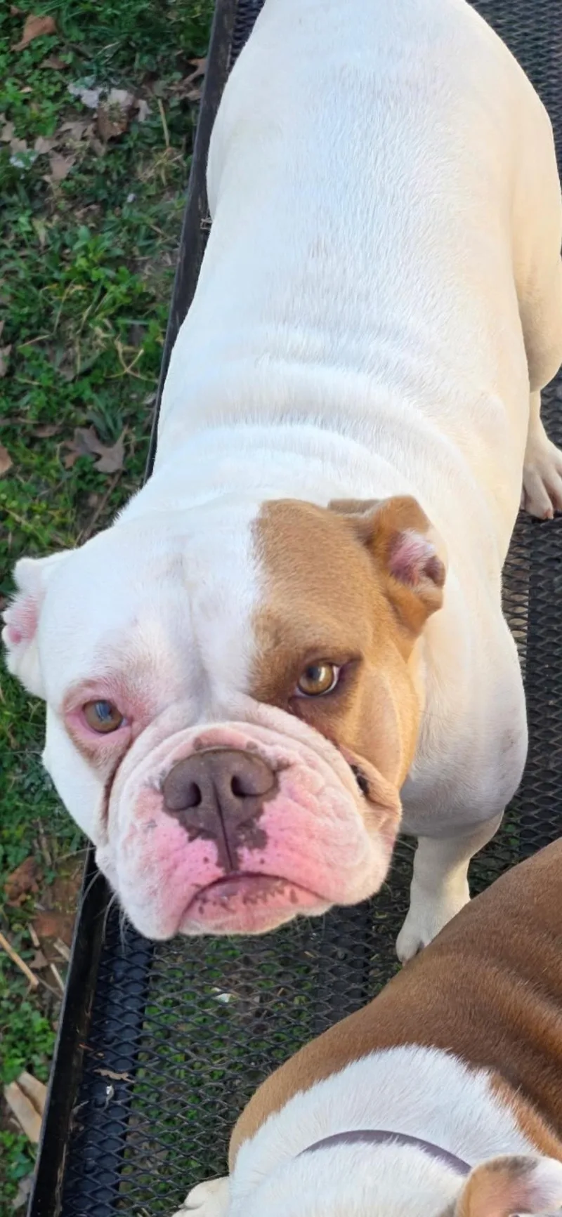 An adult medium-sized female English Bulldog dog named Zylah for adoption in Woodruff, SC