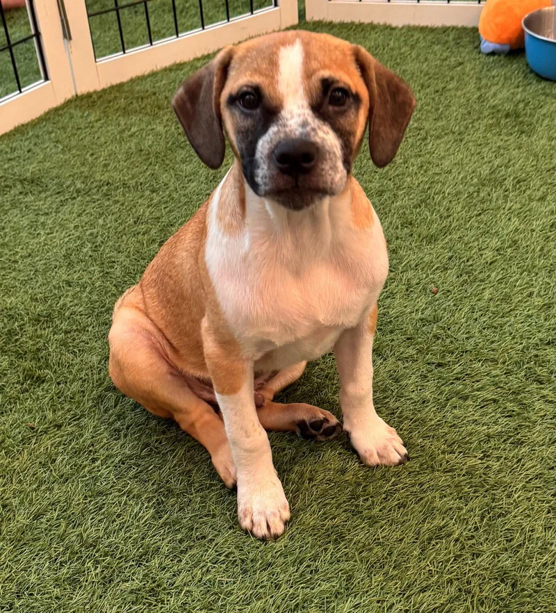 A baby medium-sized male Hound dog named Mick for adoption in Sanford, FL