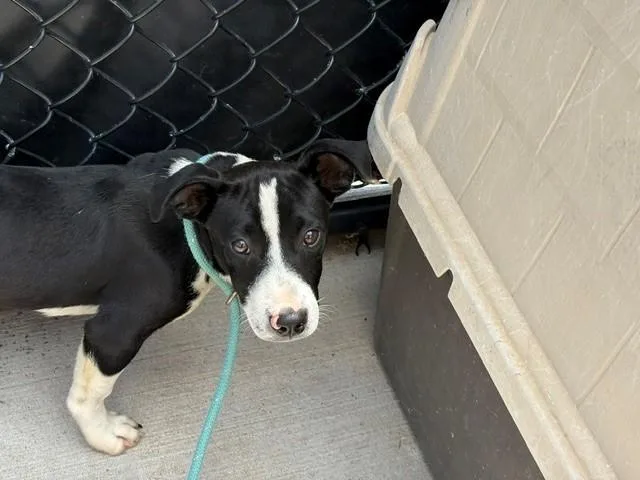 A young small-sized male Pit Bull Terrier dog named Ponyboy for adoption in Tulsa, OK