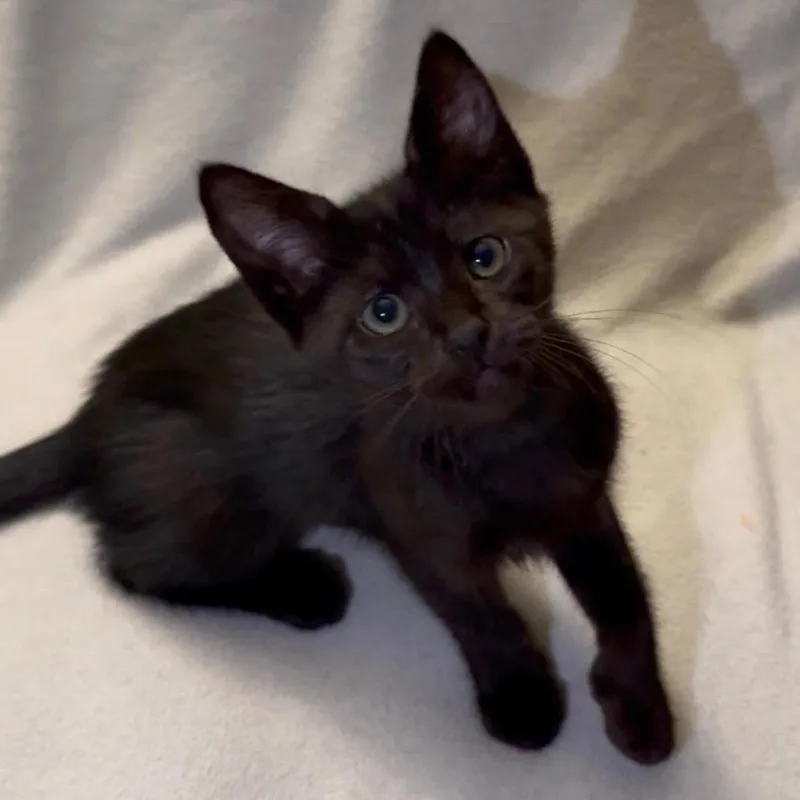 A baby small-sized female Black Domestic Short Hair cat named Flower for adoption in Los Angeles, CA