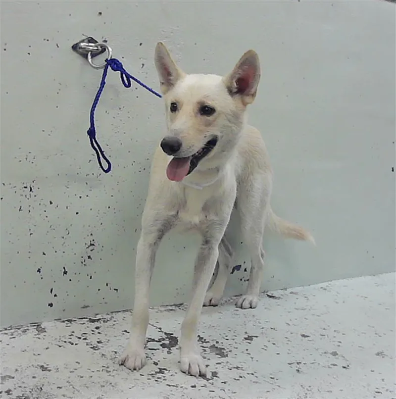 A young large-sized male German Shepherd Dog dog named Kevin for adoption in Houston, TX