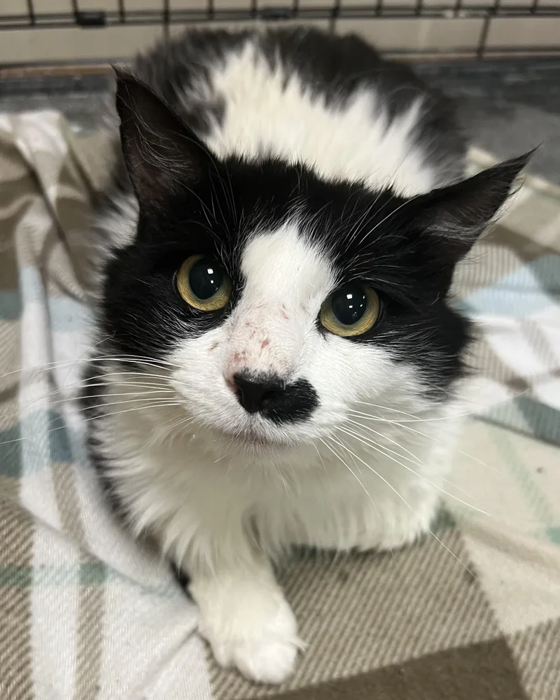 An adult large-sized male Black Domestic Long Hair cat named Albert for adoption in Avon, NY