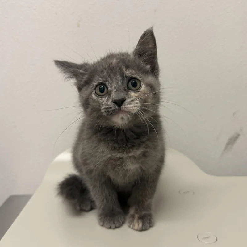 A baby small-sized female Domestic Short Hair cat named Peach for adoption in Edinburg, TX