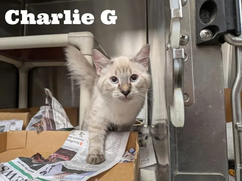 A baby small-sized female Siamese cat named Charlie G for adoption in Albany, WI